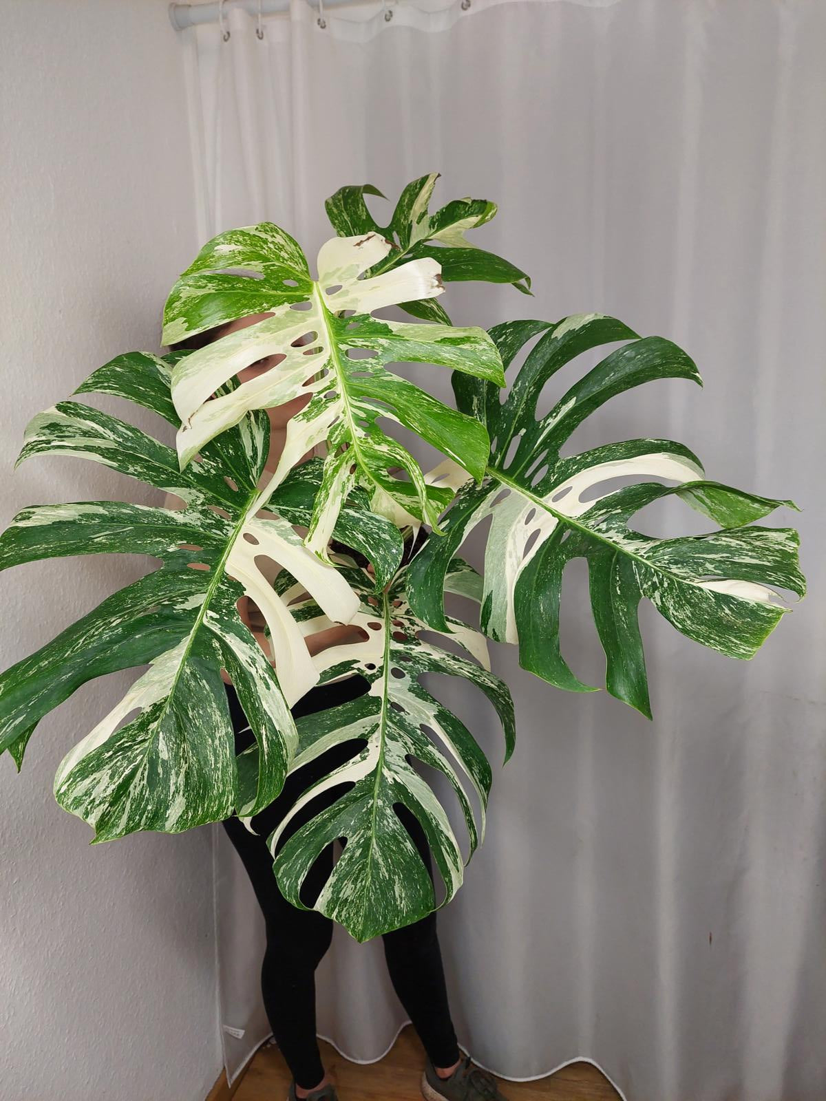 Monstera Variegata Adult