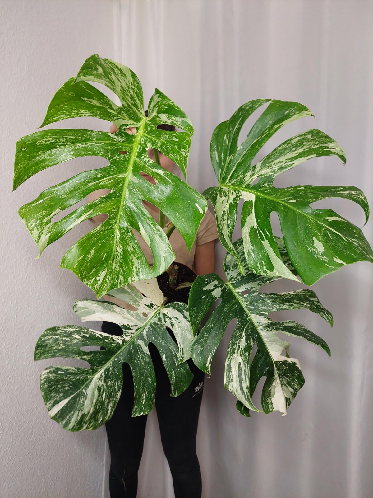 Monstera Variegata Adult