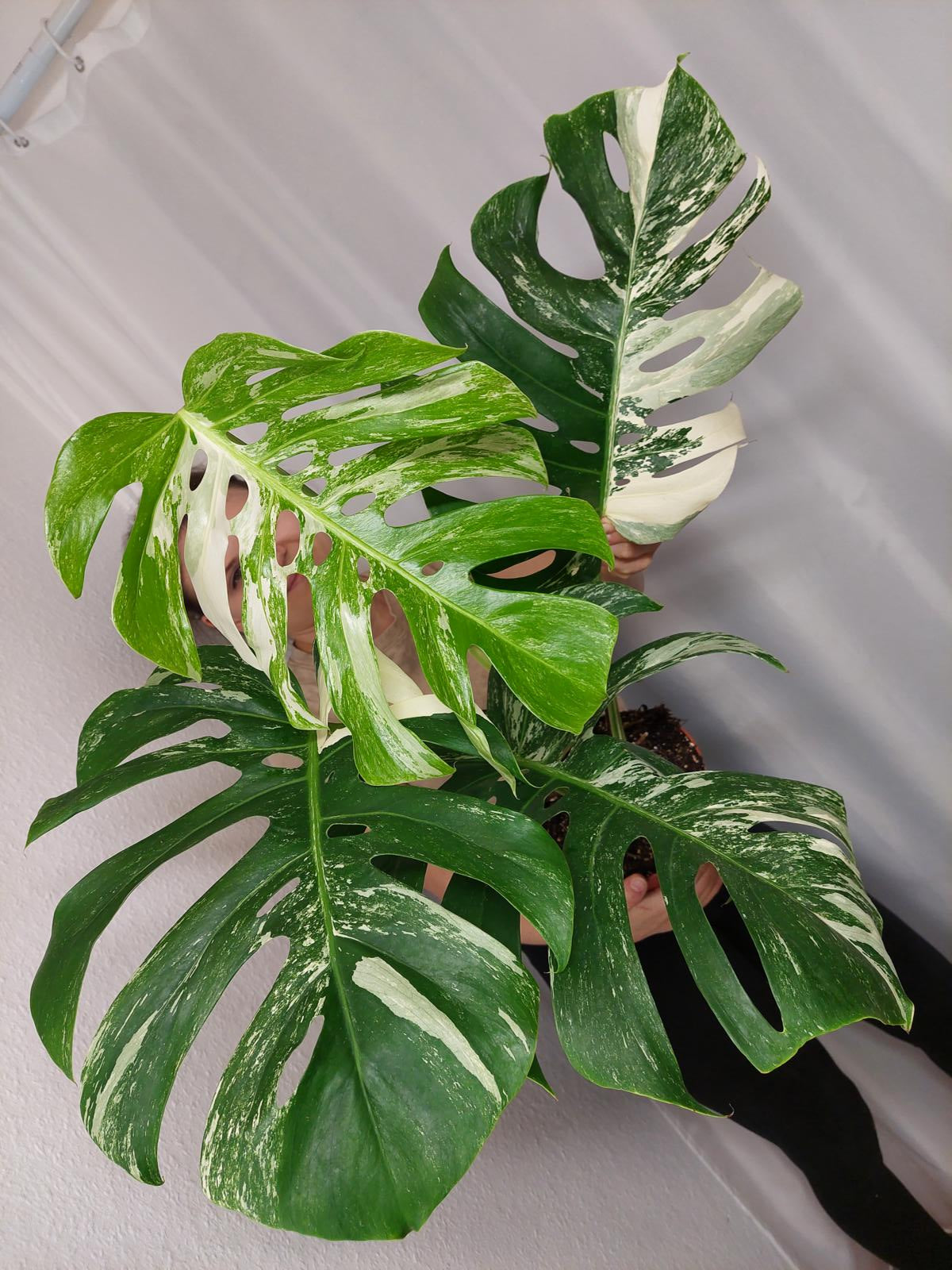 Monstera Variegata Adult