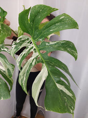 Monstera Variegata Adult mit Blüte