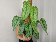 Monstera Siltepecana El Salvador buschig