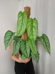 Monstera Siltepecana El Salvador buschig