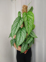 Monstera Siltepecana El Salvador buschig