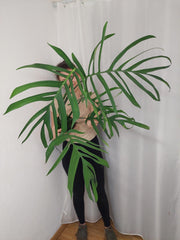 Monstera Croatii XXL
