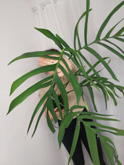 Monstera Croatii XXL