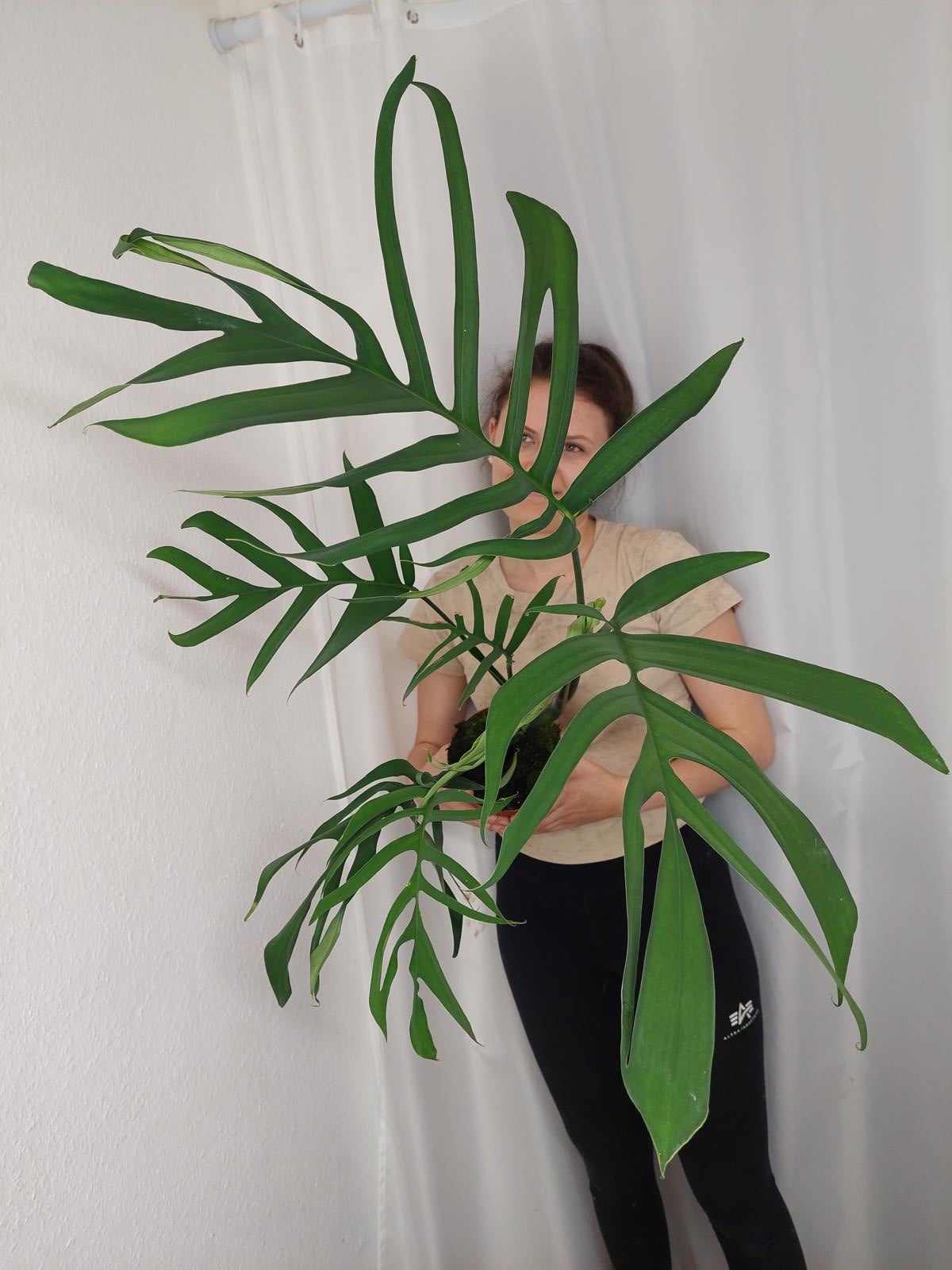 Monstera Croatii XXL