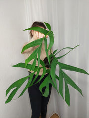 Monstera Croatii
