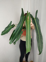 Philodendron Spiritus Sancti Adult