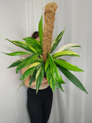 Epipremnum Amplissimum Aurea buschig
