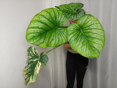 Philodendron Mamei Variegata vergrünt