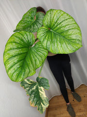 Philodendron Mamei Variegata vergrünt