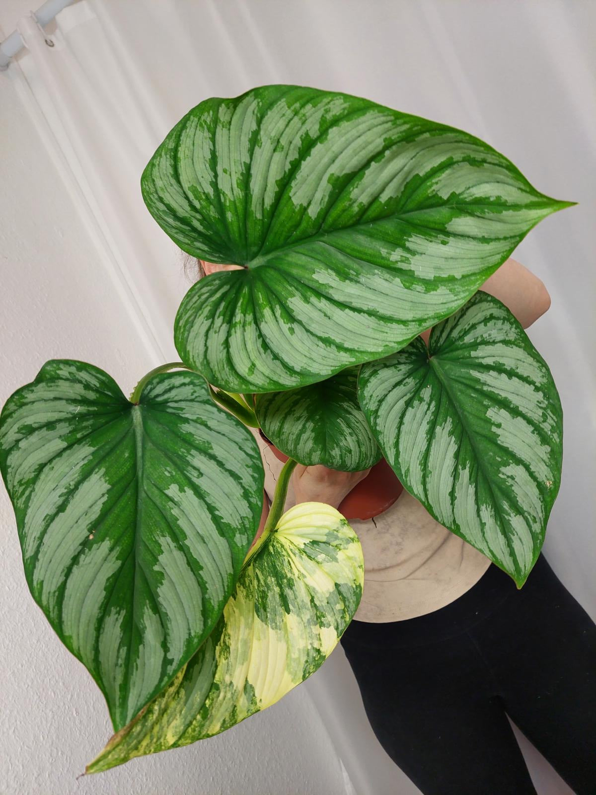 Philodendron Mamei Aurea Variegata vergrünt