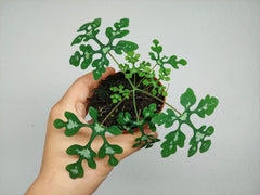 Adenia Perrieri