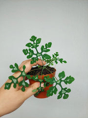 Adenia Perrieri