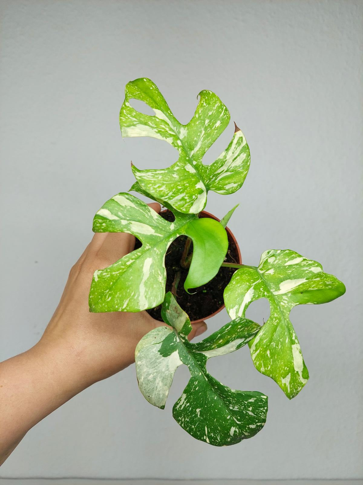 Monstera Minima (Raphidophora Tetrasperma) Thai Constellation