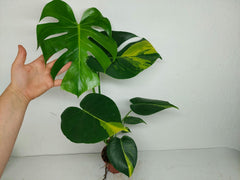 Monstera Aurea Yellow Marilyn