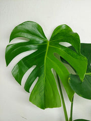 Monstera Aurea Yellow Marilyn