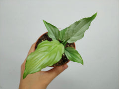 Spathiphyllum Blue Ice