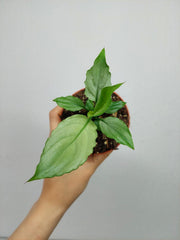 Spathiphyllum Blue Ice