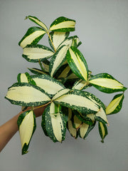 Dracaena Milky Way