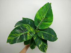 Musa Aurea