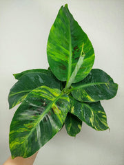 Musa Aurea