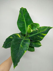Musa Aurea