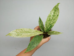 Anthurium Hookerie Mint Variegata