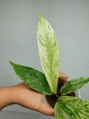 Anthurium Hookerie Mint Variegata