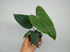 Anthurium Dark Phoenix x Dressleri