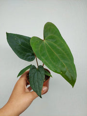 Anthurium Dark Phoenix x Dressleri