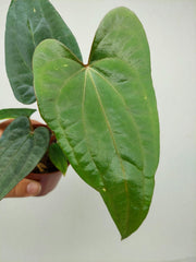 Anthurium Dark Phoenix x Dressleri
