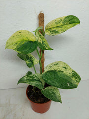 Scindapsus Jade Satin Marble