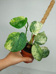 Scindapsus Jade Satin Marble