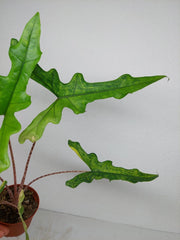 Alocasia Sabrina Aurea
