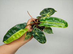 Philodendron Billietiae Variegata (zum aussuchen)