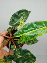 Philodendron Billietiae Variegata (zum aussuchen)