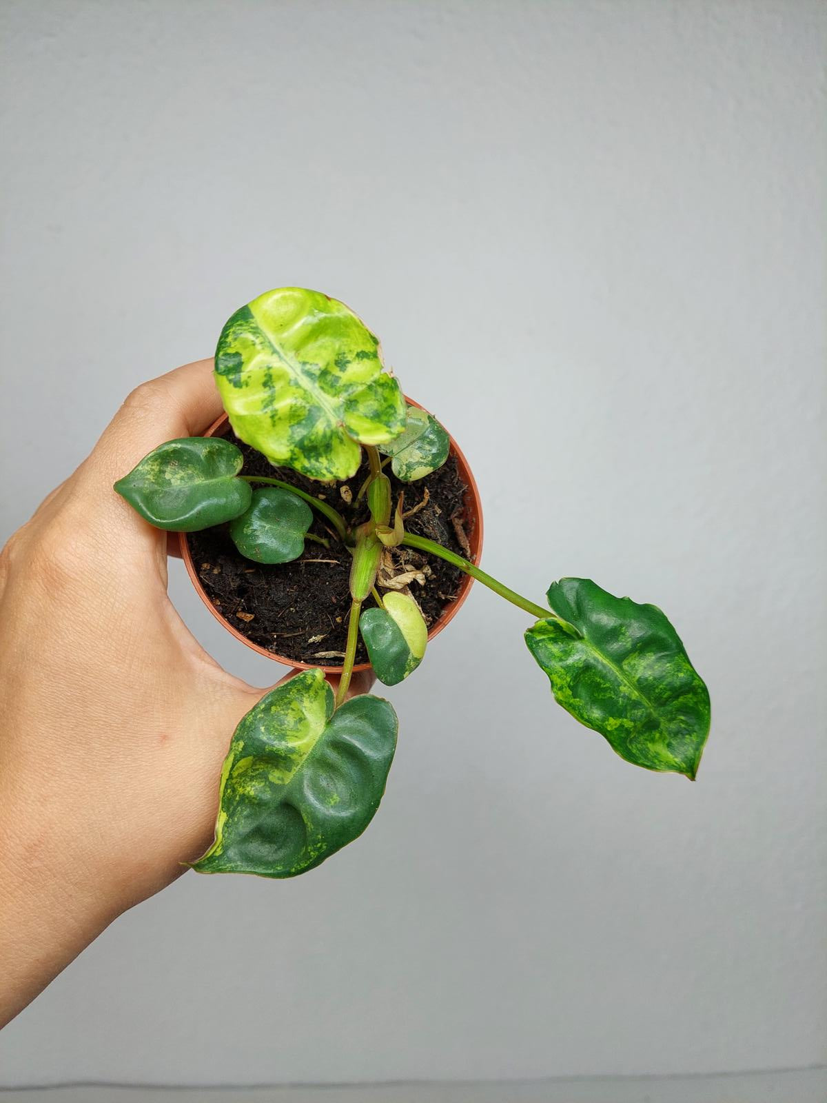 Philodendron Billietiae Variegata (zum aussuchen)