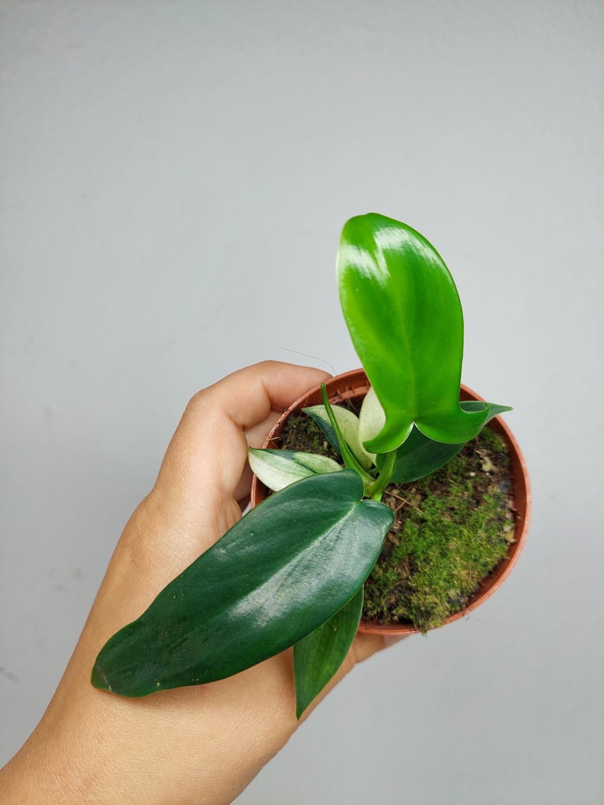 Philodendron Florida Ghost Mutation