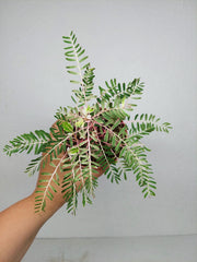 Phyllanthus Urinaria Variegata