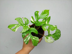 Monstera Minima (Raphidophora Tetrasperma) Thai Constellation
