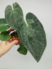 Anthurium Papillilaminum x Dressleri