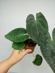 Anthurium Papillilaminum x Dressleri