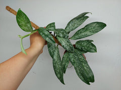 Raphidophora Elliptica Mint