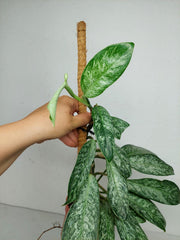 Raphidophora Elliptica Mint