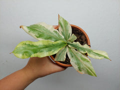Sad Plants