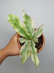 Sad Plants