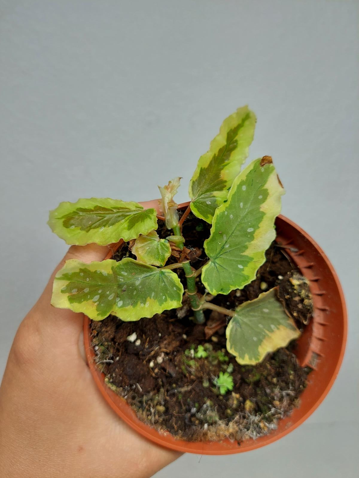 Sad Plants