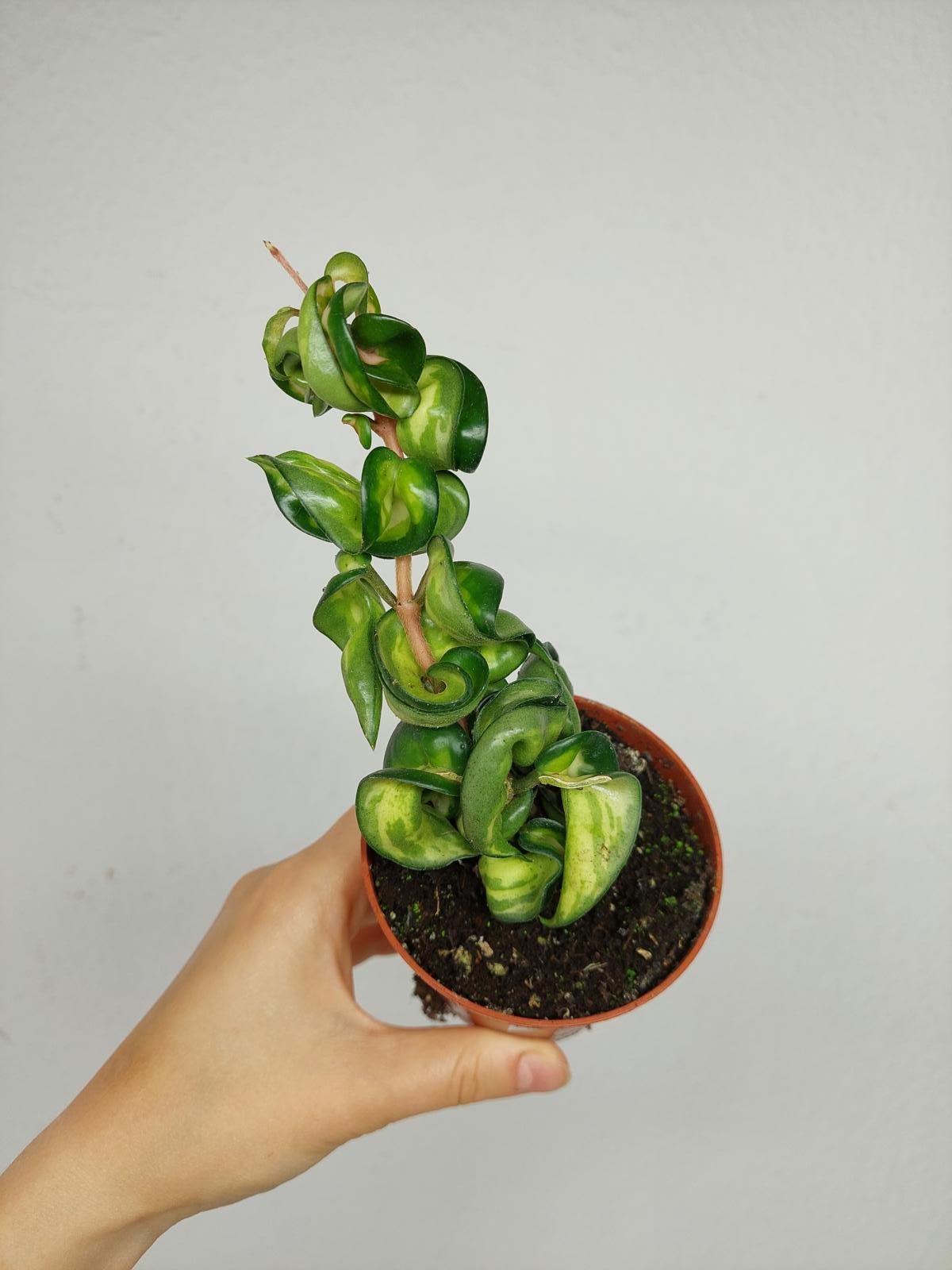 Hoya Compacta Mauna Loa
