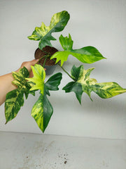 Philodendron Florida Beauty x Mayoi Variegata